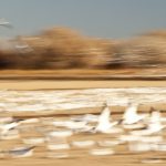 Snow Geese<br>Bosque del Apache - 2011