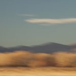 High Desert Bosque<br>Bosque del Apache II - 2012