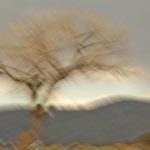 Cottonwood against Taos Foothills<br>Taos Plateau - 2013