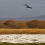 Sandhill Overflies Snow Geese<br>Bosque del Apache V: Overflight - 2013