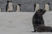 Two Critters Common in Antarctic Waters