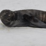 Young Fur Seal<br>Two Critters Common in Antarctic Waters – 2014