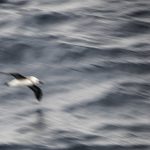 Petrel Il<br>Albatrosses & Petrels – 2014