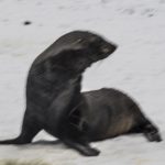 Young Fur Seal II<br>Two Critters Common in Antarctic Waters – 2014