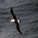 Petrel III<br>Albatrosses & Petrels – 2014