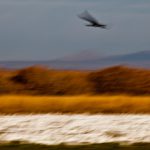 Sandhill Rising over Snow Geese<br>Bosque del Apache Revisited II — 2011/2013