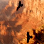 Condors Soar<br>Grand Canyon II: The Light Within - 2010