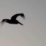 Silhouette III<br>Golden Gate I: Dancing with Pelicans - 2007