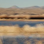 Wetlands<br>Bosque del Apache II - 2012