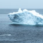 Two Critters<br>Icebergs – 2014
