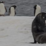 Fur Seals and Penguins<br>Two Critters Common in Antarctic Waters – 2014