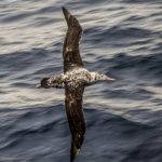 Albatross<br>Albatrosses & Petrels – 2014