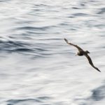 Albatross II<br>Albatrosses & Petrels – 2014