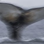 Whale Tail II<br>Two Critters Common in Antarctic Waters – 2014